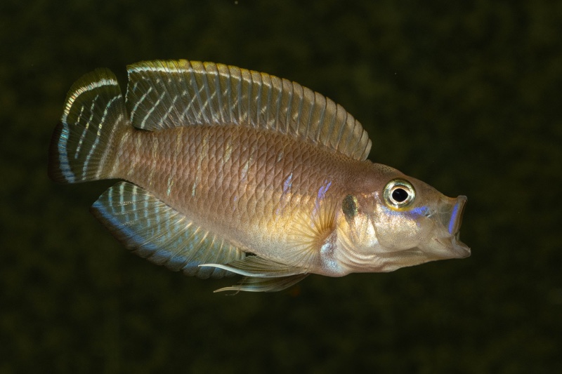 Neolamprologus brevis 'Kapampa'